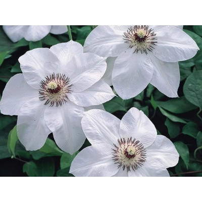 Powojnik , Clematis "Miss bateman"