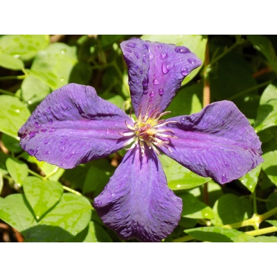 Powojnik , Clematis "Viola"