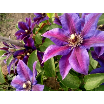 Powojnik , Clematis "Mr's N. Tomson"