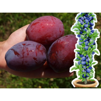 Śliwa kolumnowa Prunus 'Opal'