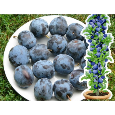 Śliwa kolumnowa Prunus 'Węgierka Zwykła'