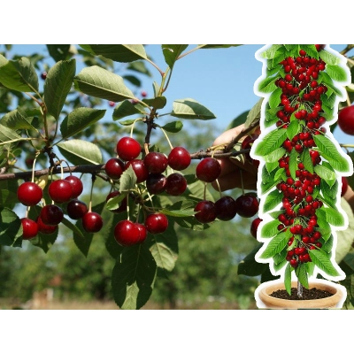 Wiśnia kolumnowa Cerasus 'Groniasta'