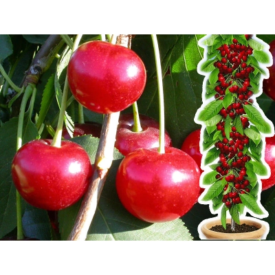 Wiśnia kolumnowa Cerasus 'Kelleris'