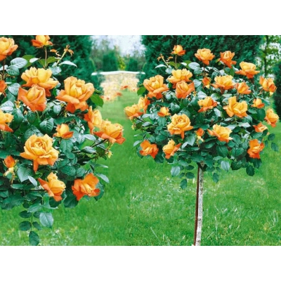 Róża na pniu, sztamowa, rose "Pomarańczowa" I gat. 2 oczka