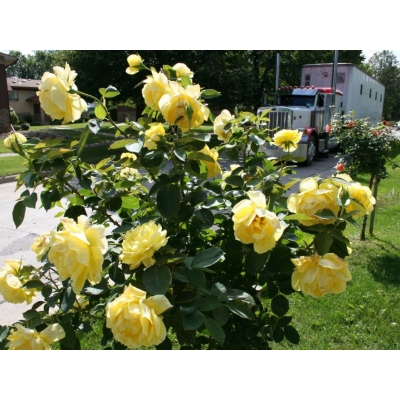 Róża na pniu, sztamowa, rose "Żółta Pachnąca" I gat. 2 oczka