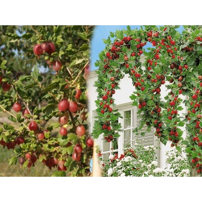 Agrest na pniu Ribes uva- crispa 'Krasnosłowiański' czerwony