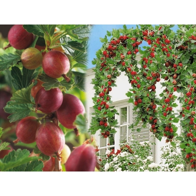 Agrest na pniu Ribes uva- crispa 'Triumf' czerwony