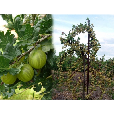 Agrest na pniu Ribes uva- crispa 'Invicta' zielony