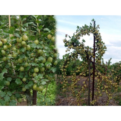 Agrest na pniu Ribes uva- crispa 'Krasnosłowiański' zielony