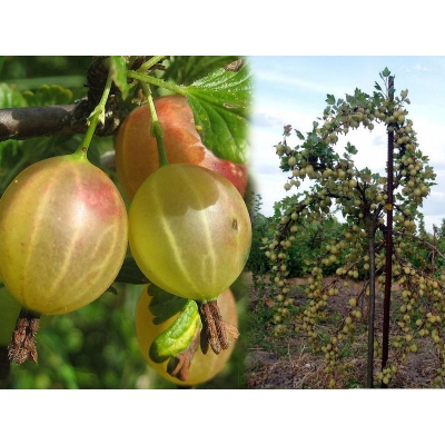 Agrest na pniu Ribes uva- crispa 'Triumf' zielony