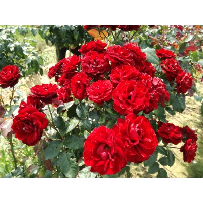 Róża na pniu, sztamowa, rose "Czerwona"