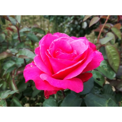 Róża na pniu, sztamowa, rose "Biskupia"