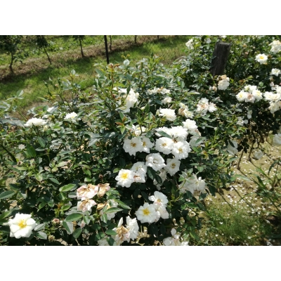 Róża na pniu, sztamowa, rose "Biała mini"