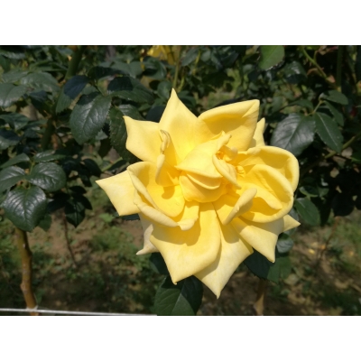 Róża na pniu, sztamowa, rose "Żółta Szalkowa"