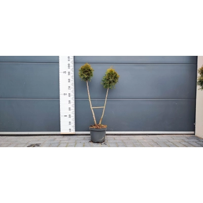 Tuja Bonsai formowana w 2 kule