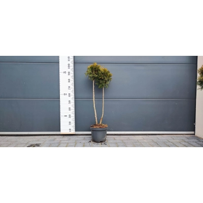 Tuja Bonsai formowana w 2 kule