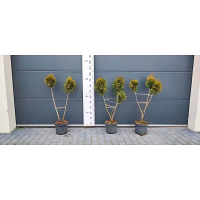 Tuja Bonsai formowana w 3 kule