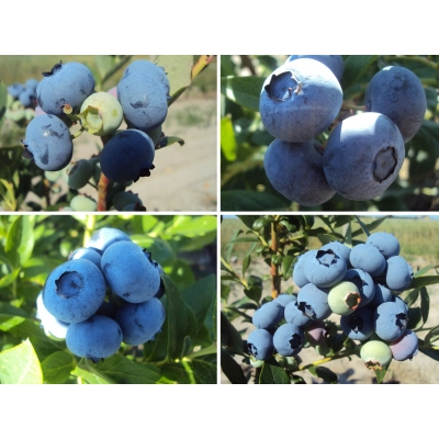 Borówka amerykańska Vaccinium corymbasa ' Zestaw mieszany
