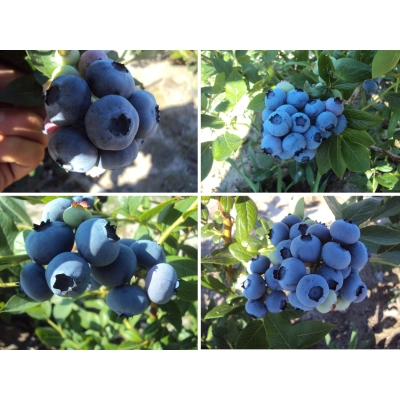 Borówka amerykańska Vaccinium corymbasa ' Zestaw wczesny