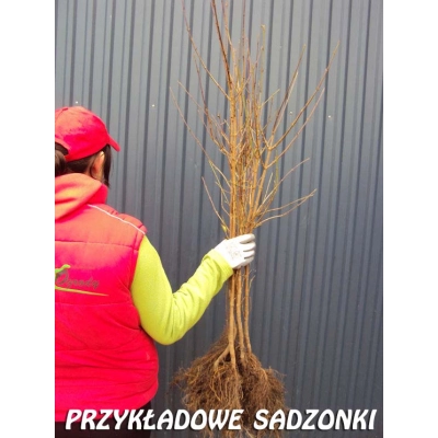 Dereń jadalny Cornus mas 'Macrocarpa'