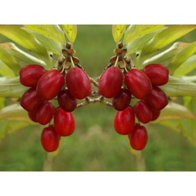 Dereń jadalny Cornus mas 'Aurea'