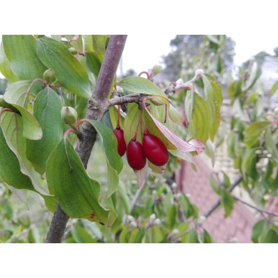 Dereń jadalny szczepiony Cornus mas 'Aurea'