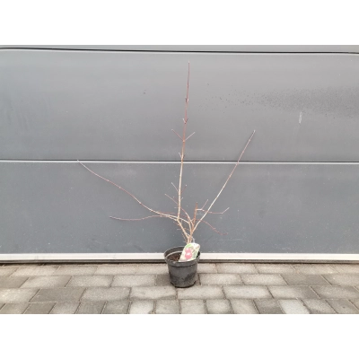 Dereń jadalny szczepionyCornus mas 'Elegantnyj'