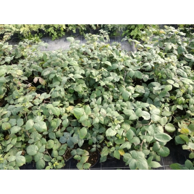Jeżyna bezkolcowa Rubus fruticosus 'Black Satin'