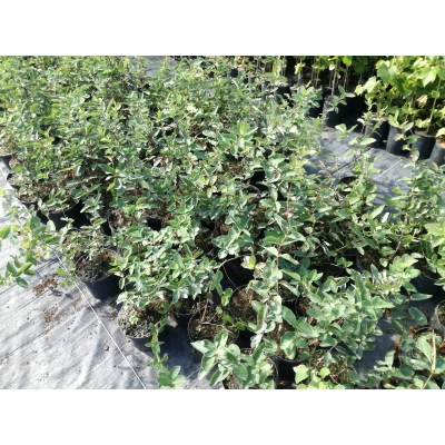 Jagoda kamczacka Lonicera caerulea var. kamtschatica 'Duet'