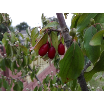 Dereń jadalny szczepionyCornus mas 'Elegantnyj'