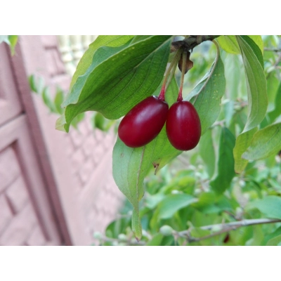 Dereń jadalny szczepiony Cornus mas 'Jolico'