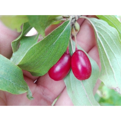 Dereń jadalny szczepiony Cornus mas 'Świetljaczok'