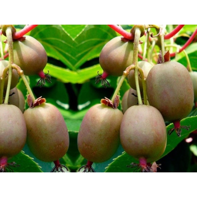 Kiwi jadalne Actinidia 'Geneva Żeńska'