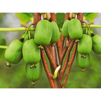 Kiwi jadalne Actinidia 'Issai Żeński'