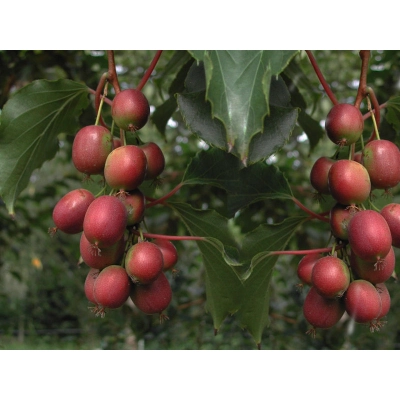 Kiwi jadalne Actinidia 'Ken's Red Żeńska'