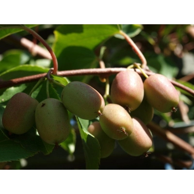 Kiwi jadalne Actinidia 'Purpurna Sadowa Męska'