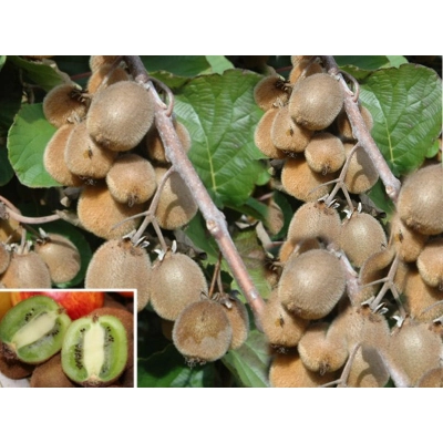 Kiwi jadalne Actinidia 'Weiki Męska'