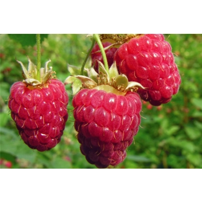 Malina Rubus ideaus L. 'Wilamette'