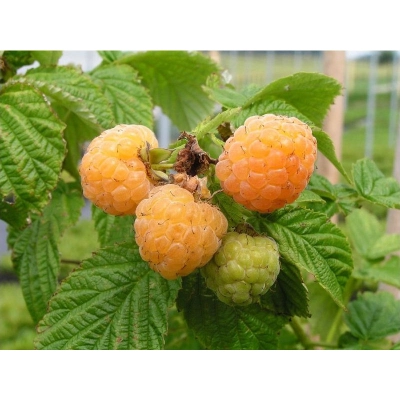 Malina żołta Rubus ideaus L. 'Golden Queen'
