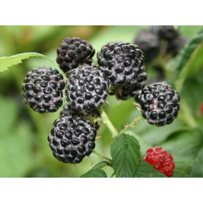 Malina czarna Rubus ideaus L. 'Black Jewel'