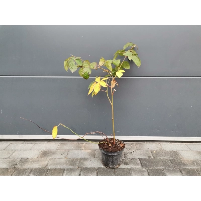 Malina czarna Rubus ideaus L. 'Purpurowa - Fioletowa'