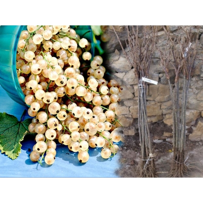 Porzeczka na pniu biała Ribes niveum 'Blanka'