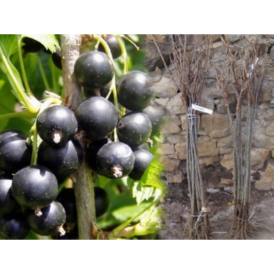 Porzeczka na pniu czarna Ribes nigrum 'Tryton'
