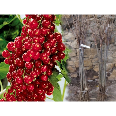 Porzeczka na pniu czerwona Ribes rubrum 'Holenderska'