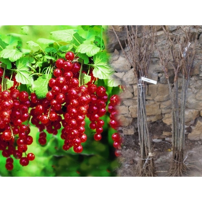 Porzeczka na pniu czerwona Ribes rubrum 'Rondom'