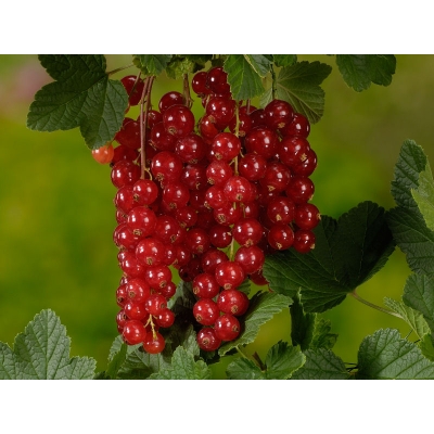 Porzeczka na pniu czerwona Ribes rubrum 'Jonkhers'