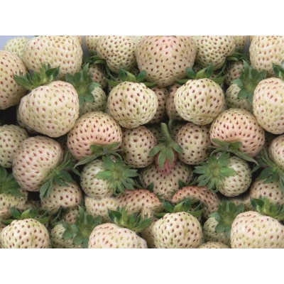 Truskawka biała  Fragaria ananasa 'Ananas’