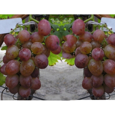 Winorośl, winogron Vitis 'Chrupka'