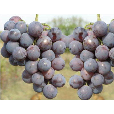 Winorośl, winogron Vitis 'Gołubok'