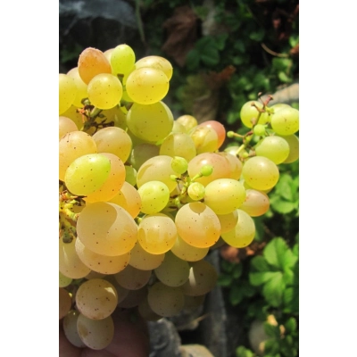 Winorośl, winogron Vitis "Interlaken"